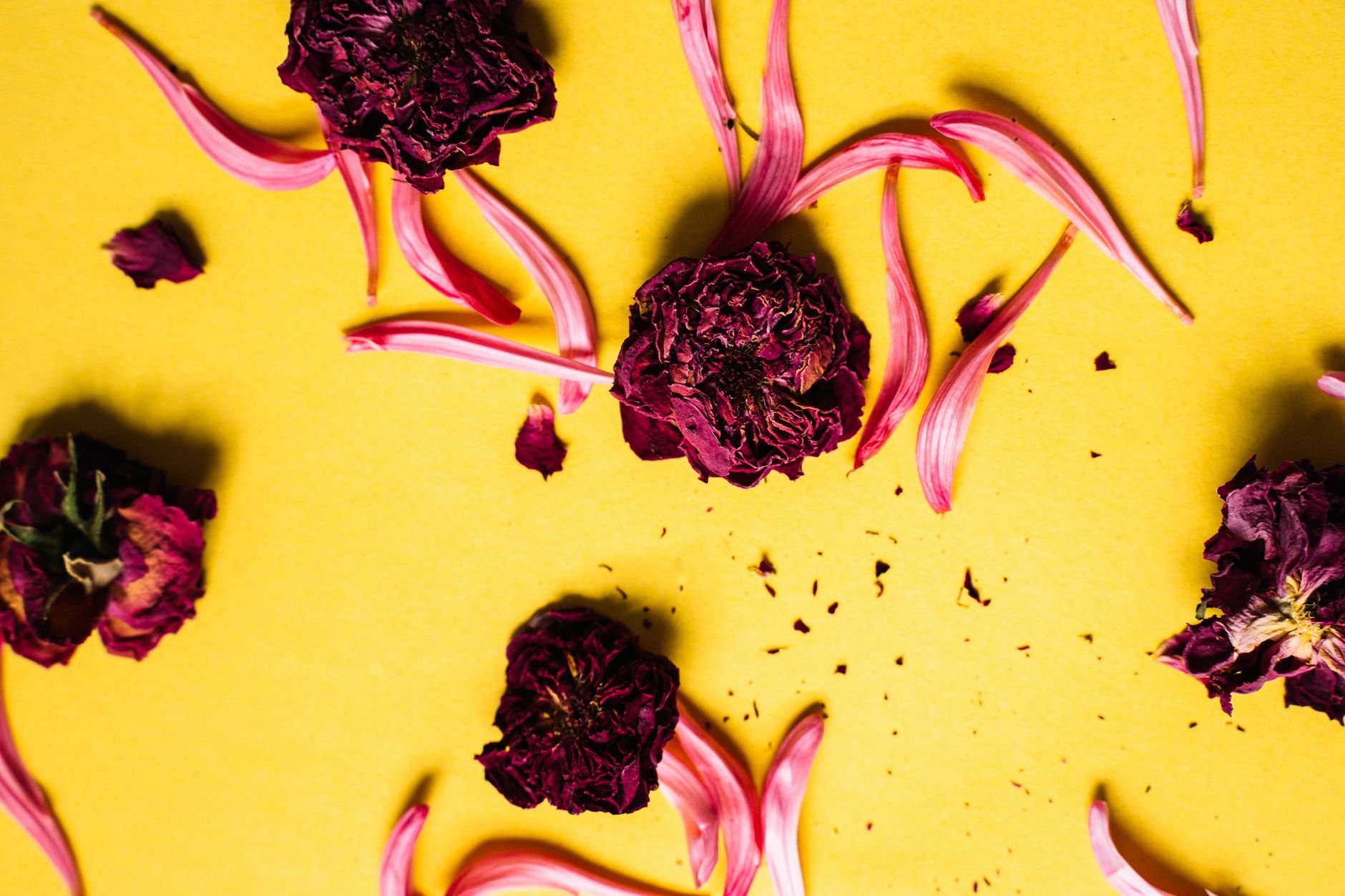 Artistic arrangement of dried roses and petals on a bright yellow background.